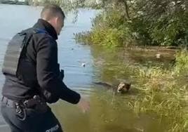 El emotivo rescate a un perro a punto de morir ahogado tras la destrucción de la presa de Kajovka