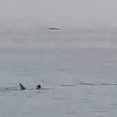 Un tiburón mata a un ciudadano ruso en Egipto