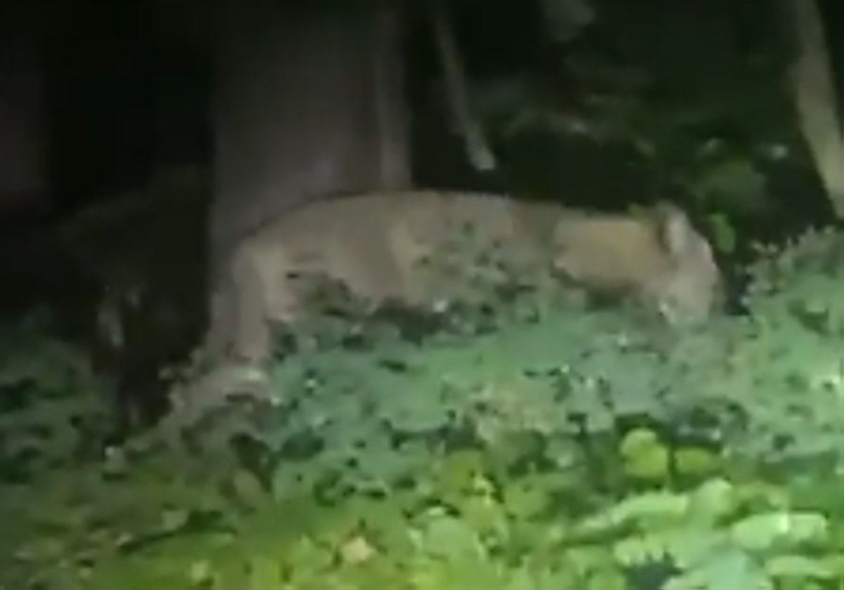 La supuesta leona deambulando