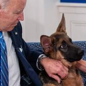 El perro de Biden aterroriza al Servicio Secreto de EE.UU.: protagoniza diez ataques en cuatro meses