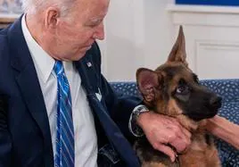 El perro de Biden aterroriza al Servicio Secreto de EE.UU.: protagoniza diez ataques en cuatro meses