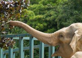 Un elefante salvaje descubre un alijo de opio y avisa del hallazgo con sus «llamados»