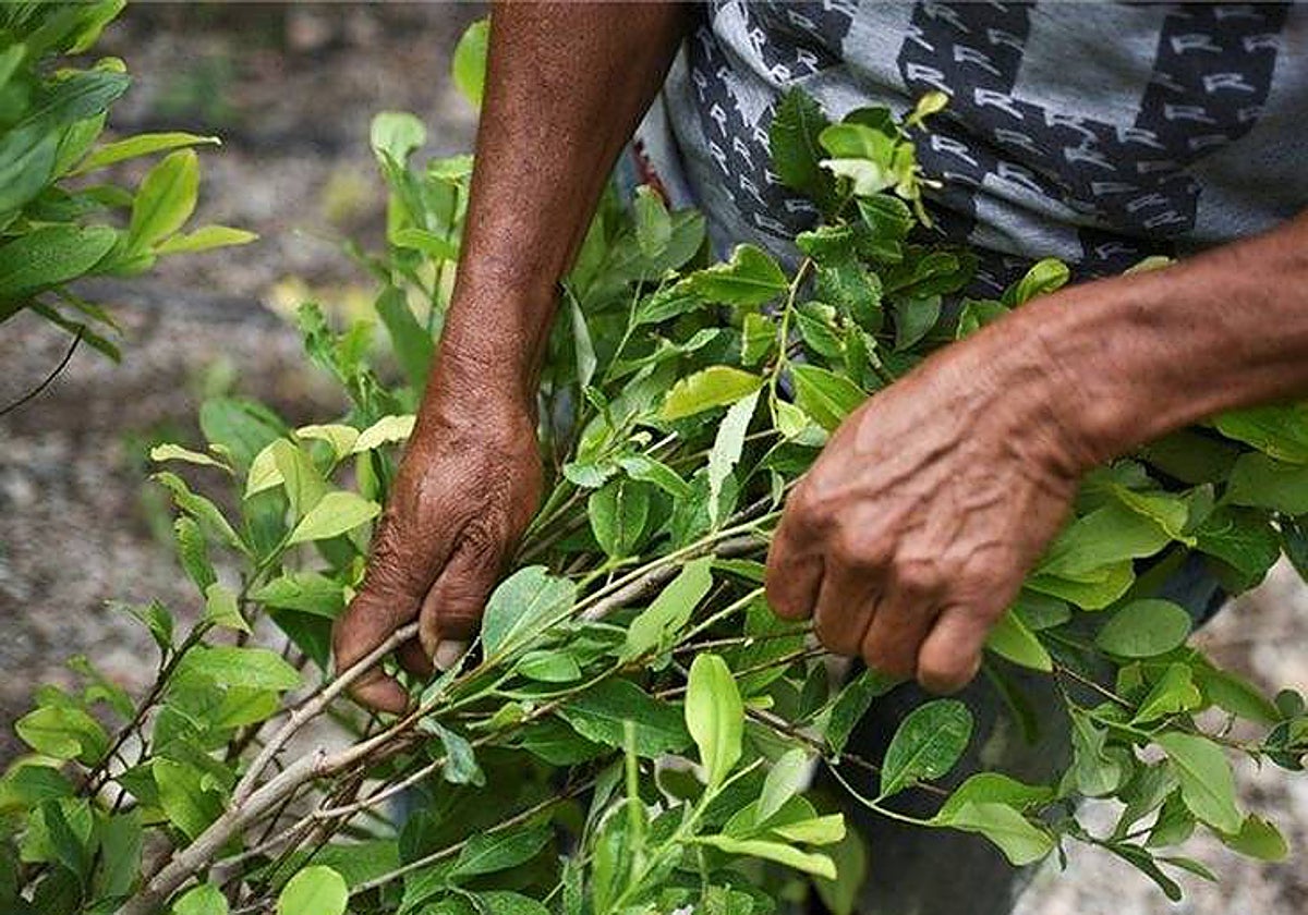 Una mujer recoge hoja de coca en Colombia