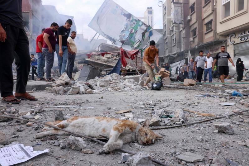 Un gato en el suelo en Gaza, entre los destrozos por la guerra.