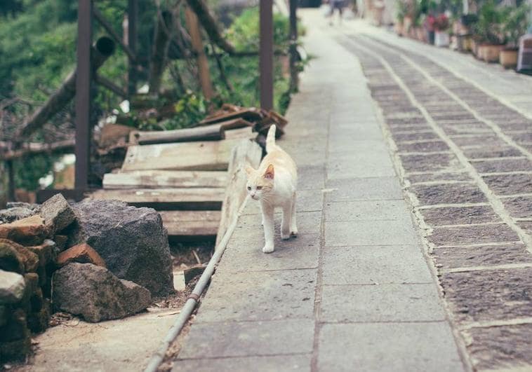 Imagen de un gato en uan calle de China