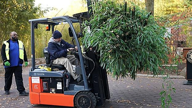 Los trabajadores del zoo llevan ramas de bambú para el viaje de los osos