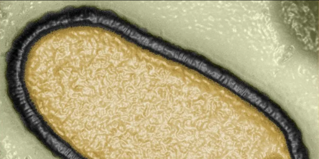 Virus zombie, una plaga creciente