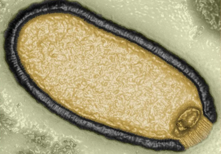 Pithovirus sibericum que se aisló en 2014 de una muestra de permafrost de 30.000 años de antigüedad