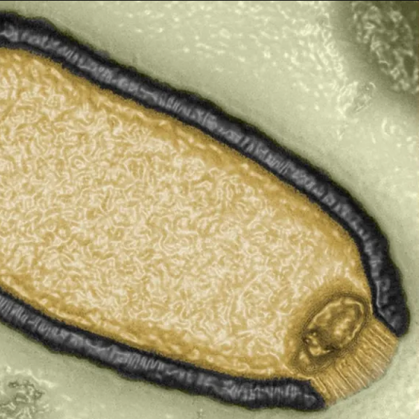 'Virus de Matusalén', las enfermedades enterradas que pueden despertar