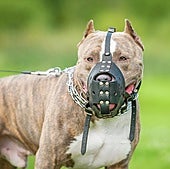 Un niña de dos años y medio, grave tras ser atacada por un pitbull