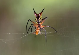 Turquía detiene por contrabando de arañas y escorpiones a un trabajador del Museo de Historia Natural de EE.UU.