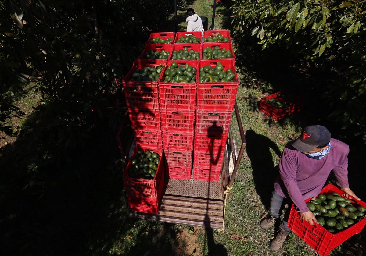 Aguacateros mexicanos buscan diversificar sus exportaciones ante los aranceles de EE.UU.