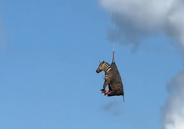 Una cebra es rescatada en helicóptero después de estar fugada durante más de una semana en EE.UU.