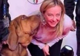 Conmoción en Italia por la muerte de Bruno, el héroe perruno premiado por Meloni que salvó nueve vidas