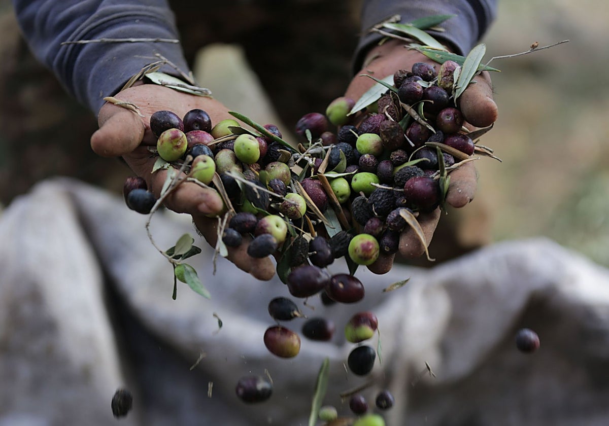 En California, los productores de aceituna han convertido esta disputa en una batalla política con resonancia local y nacional