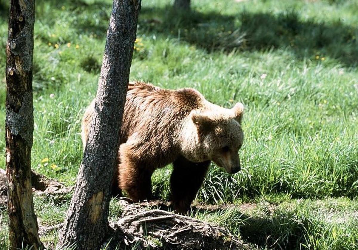 Imagen de archivo de oso pardo
