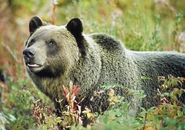 Un oso grizzly ataca a un grupo de niños durante una excursión escolar y deja once heridos, dos de ellos críticos, en Canadá