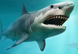 Muere una mujer y un hombre resulta gravemente herido tras ser mordidos por un tiburón en Australia