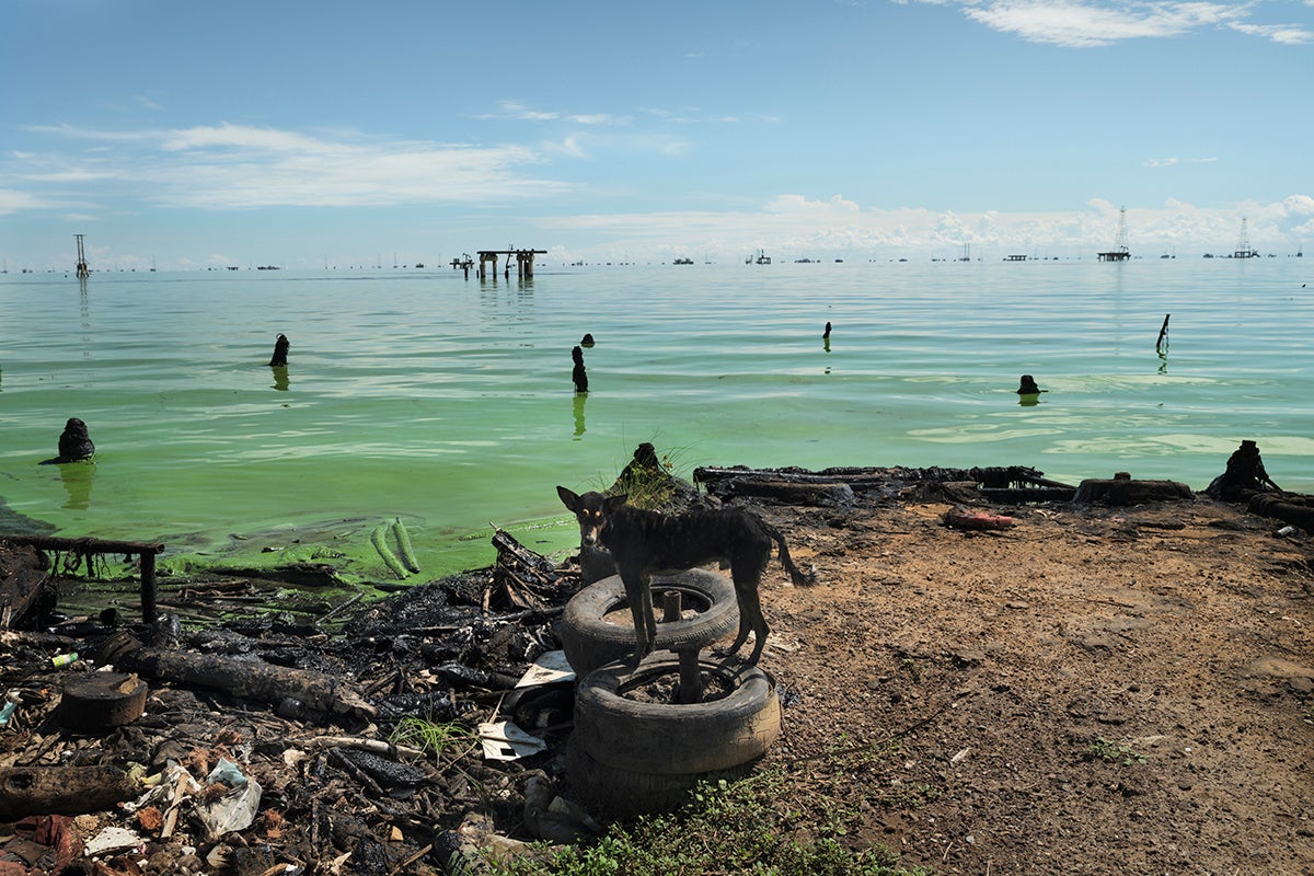 Un perro manchado de petróleo, en la orilla del Lago Maracaibo