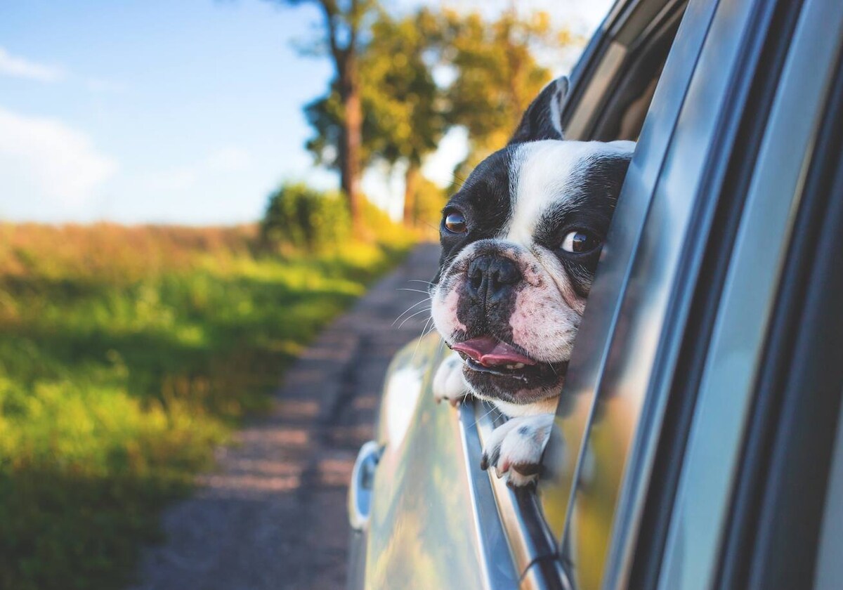 Los riesgos de viajar con perro en coche sin la sujeción correcta