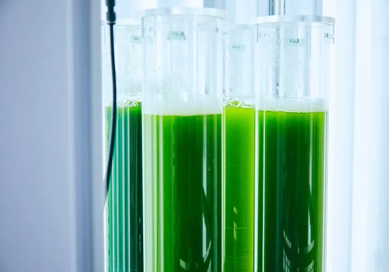 Proponen usar algas como biocombustible como alternativa al coche eléctrico