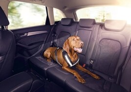 Las mejores canciones para reducir el estrés del perro al viajar en coche