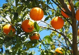 Investigadores españoles logran un biocombustible a partir de pieles de naranja