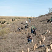 Voluntarios durante la plantación