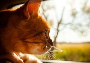 Cómo evitar el estrés a tu gato al viajar en coche