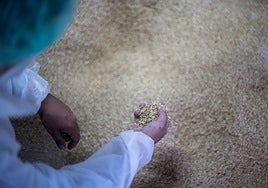 Oryzite, el material empleado en el Seat Arona que utiliza arroz como materia prima