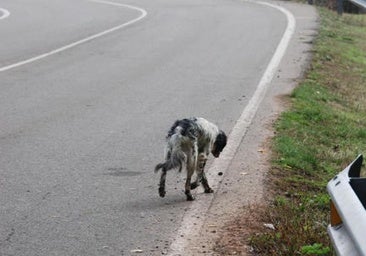 Alarma en las carreteras: casi 1.900 perros mueren atropellados cada verano