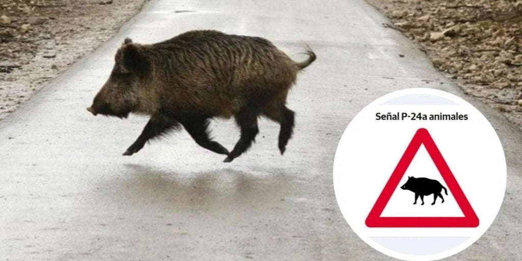 動物の交通事故の増加に対する警告：次のポイントを見る