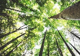 Lignina: el subproducto de la madera que transforma los filtros de coche