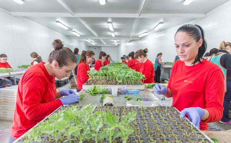 Los invernaderos solares se preparan para ofrecer frutas, verduras y mucha sostenibilidad