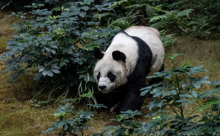 Muere a los 35 años An An, el panda en cautividad más longevo del mundo