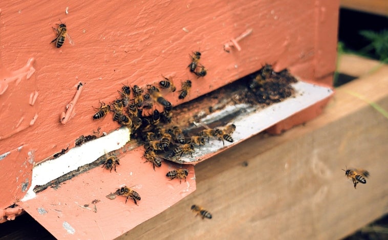 Abeja ibérica, la reina amenazada del campo