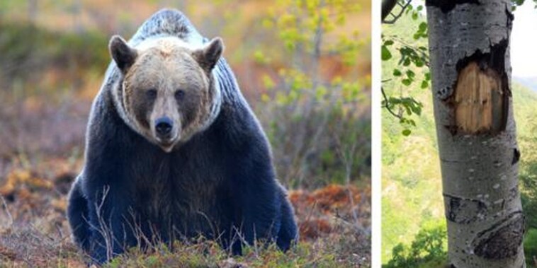 Los osos pardos utilizan señales visuales para comunicarse