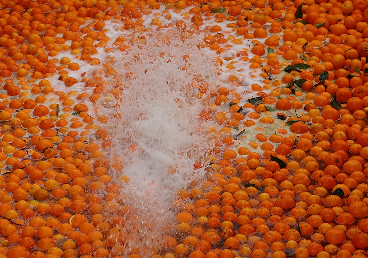 La fruta llega desde zonas de cultivo próximas y se somete a un riguroso, y sostenible, proceso de lavado