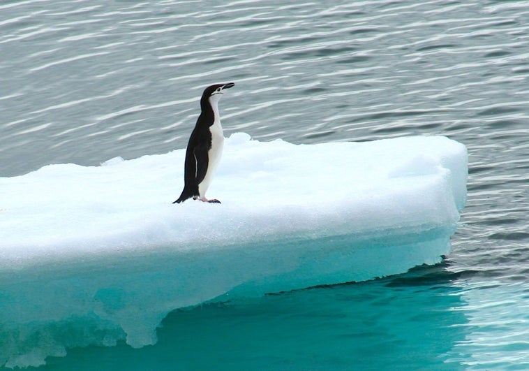 Pingüinos recicladores de hierro en las aguas de la Antártida