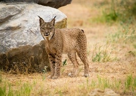 La población de lince ibérico aún no es viable genéticamente