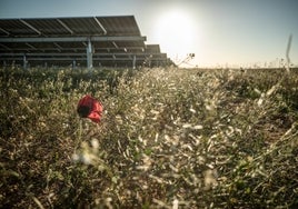 Biodiversidad «fotovoltaica»