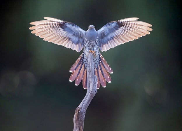 Un cuco desplegando sus alas