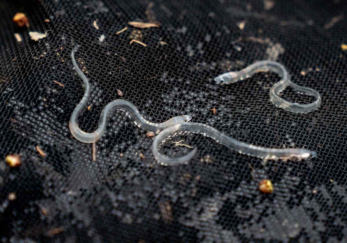 Angulas con fines de investigación en la red de tiro, capturadas en diciembre en la desembocadura del río Marta (Lacio, Italia).