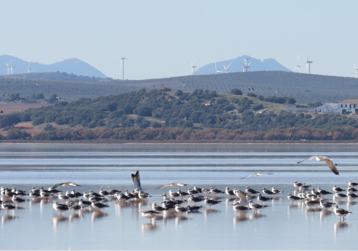 Gaviotas sombrías en la Laguna de Fuente de Piedra en Málaga