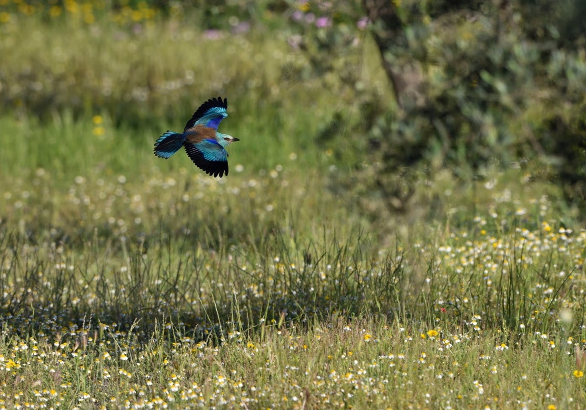 Carraca europea en vuelo con sus llamativos colores