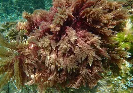 Las algas tropicales avanzan por el Mediterráneo a un ritmo sin precedentes