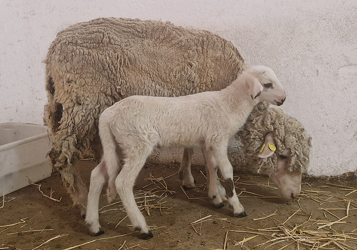 Teodoro permitirá estudiar fallos reproductivos en animales de granja