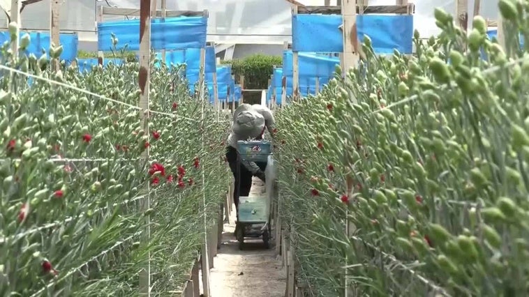Las aves se refugian en los cultivos de flores ante la pérdida de sus hábitats en Colombia