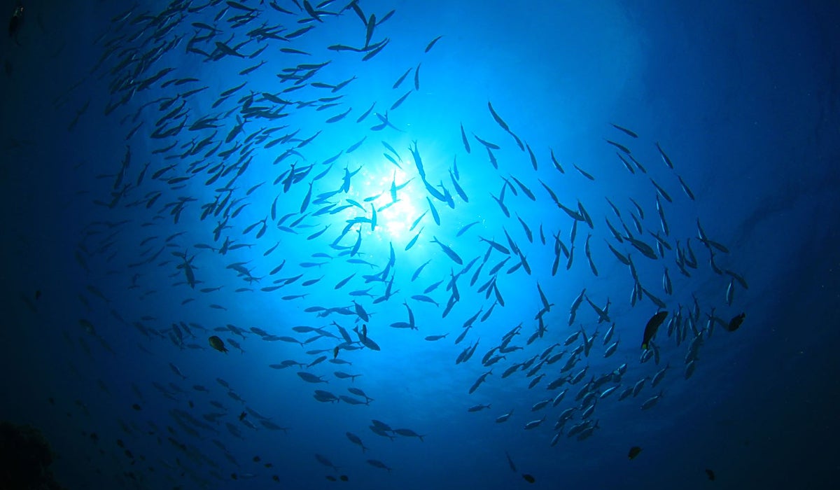 La identificación de los bancos de peces mejora la precisión de datos  para el monitoreo de la distribución y abundancia de especies