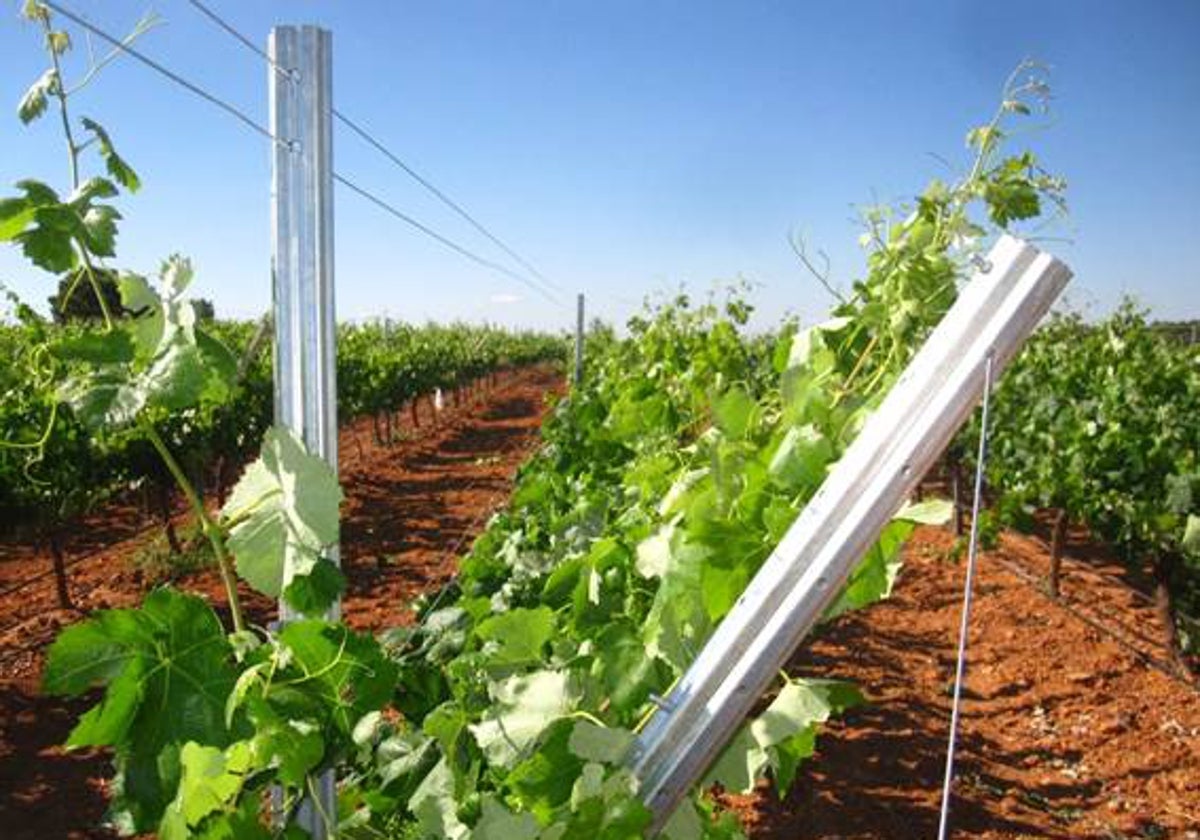 El ensayo se realizós en un viñedo de Vitis vinifera L. cv. Bobal situado en Requena (Valencia), bajo un clima templado-cálido